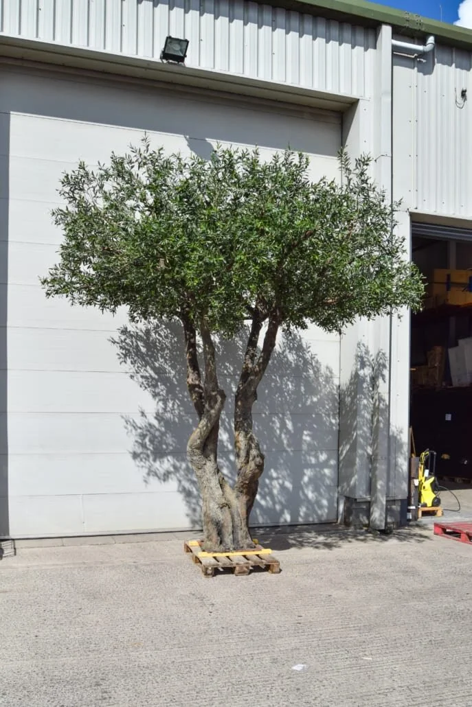 Large silk trees deals